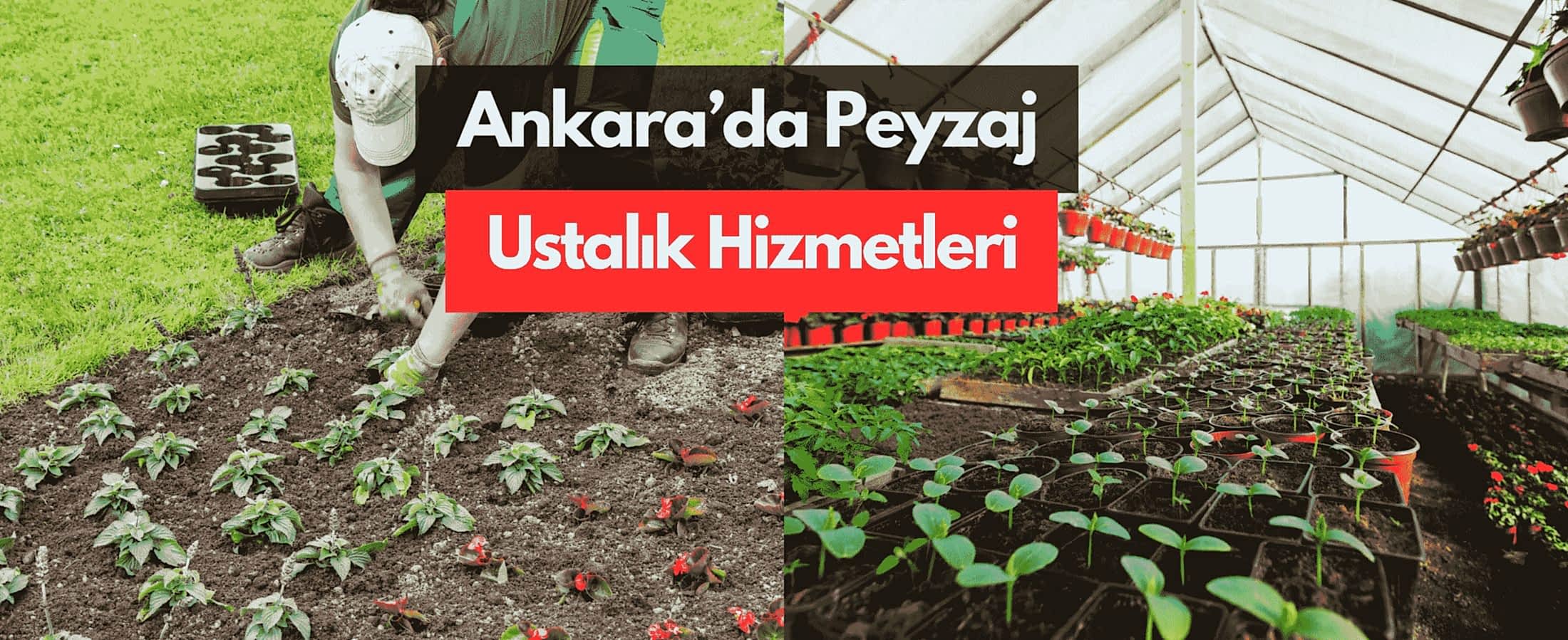 Ankara'da Peyzaj Ustalık Hizmetleri - Ekim ve Bakım Ustası Arayanlar