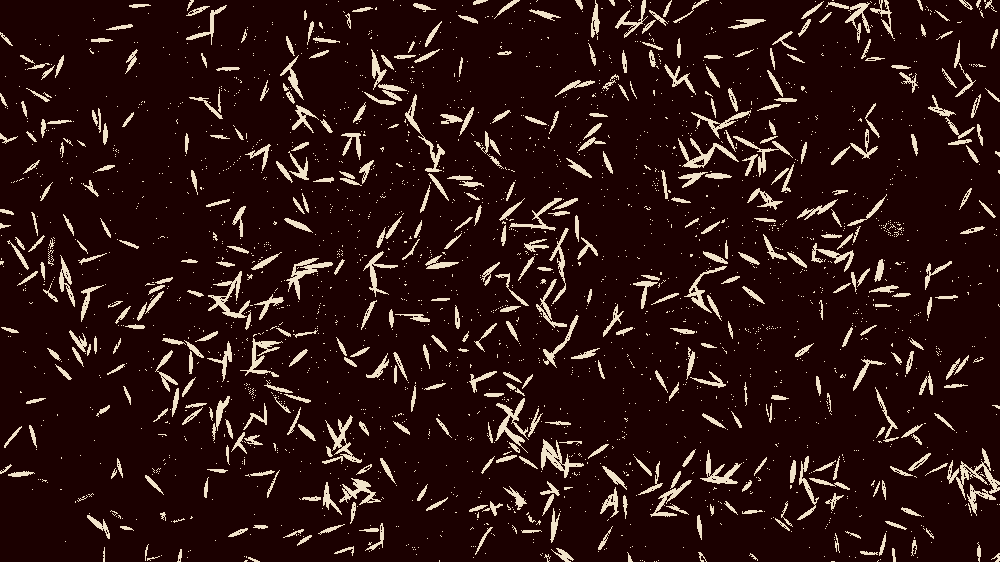 Çim ekimi Ankara içi M² (Metre kare) baz fiyatları 2025 GÜNCEL