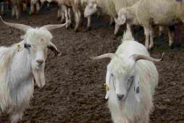 1 Kamyon Koyun Gübresi Fiyatı 2.000 ₺  (4 Şubat 2025 GÜNCEL)